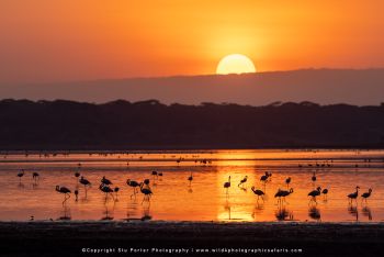 copyright Stu Porter Tanzania Photography