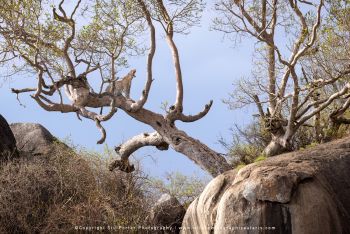 copyright Stu Porter Tanzania Photography