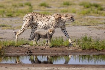 copyright Stu Porter Tanzania Photography