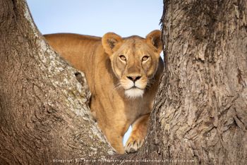 copyright Stu Porter Tanzania Photography