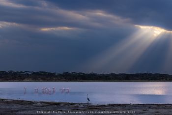 copyright Stu Porter Tanzania Photography