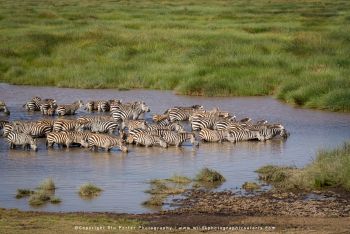copyright Stu Porter Tanzania Photography
