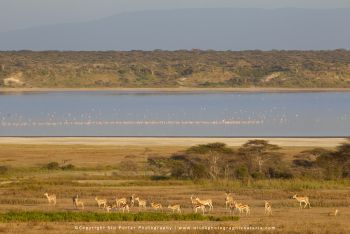 copyright Stu Porter Tanzania Photography
