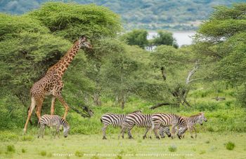 copyright Stu Porter Tanzania Photography
