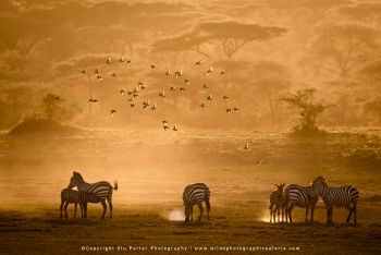 copyright Stu Porter Tanzania Photography