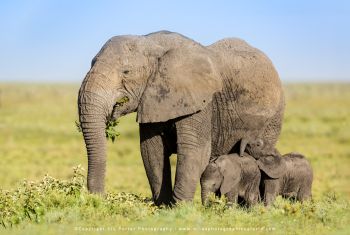 copyright Stu Porter Tanzania Photography