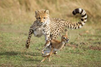 A cheetah chases a Thompson Gazelle Kenya