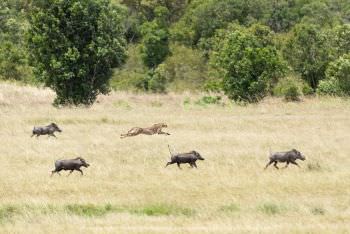 Cheetah running with Warthogs Kenya