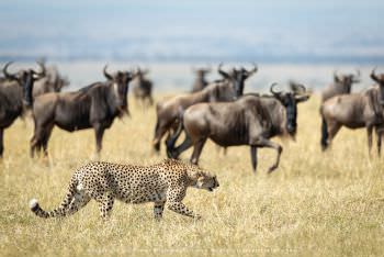 A cheetah walks close to Wildebeest in Africa