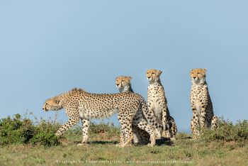 Four Cheetahs by Stu Porter Photography