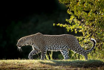 A Leopard climbs down a tree at sunset Kenya