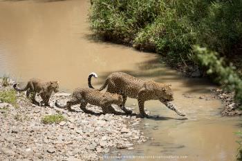 Leopard with two cubs crosses a small stream in Kenya By Stu Porter