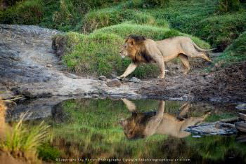 Male Lion reflection in Kenya