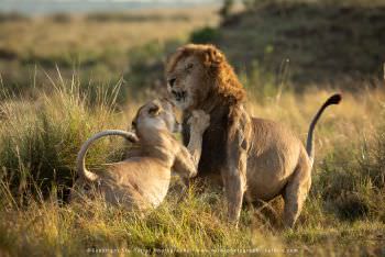Lions fighting in the Masai Mara