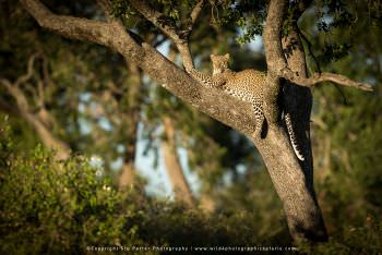 Leopard resting in a large Tree, By Stu Porter of WILD4 Photo Safaris