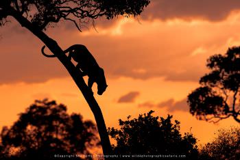 A Leopard climbs down a tree at sunset Kenya