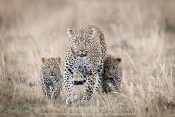 Leopard female with two cubs in Masai Mara