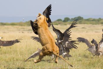 Lioness catches a Vulture in mid air Kenya
