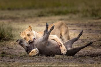 Lioness wrestles with a Warthog Kenya