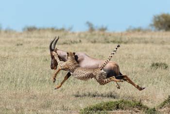 Male Cheetah attacks a Male Topi antelope in Kenya by Stu Porter