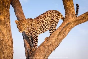 Leopard pauses in a tree in Kenyas Masai Mara