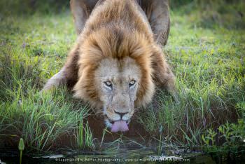 Male Lion drinking Kenya Wild4 Photo Safaris