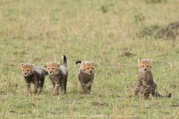 Very small Cheetah cubs by Stu Porter