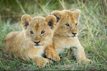 Two small Lion cubs in the Mara