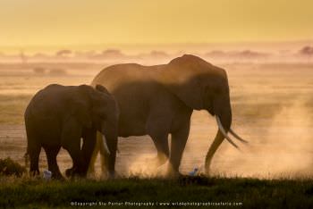 Backlit Elephants in Amboseli