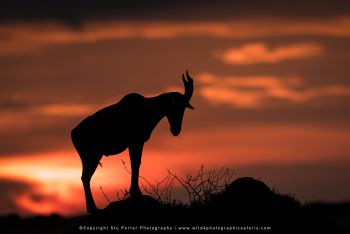 Topi antelope on mound at sunset Masai Mara