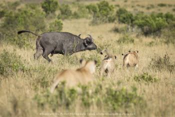 Three lions chase a buffalo Masai Mara