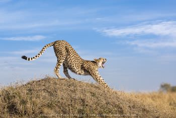 Cheetah yawning and stretching on a termite mound Stu Porter Photography