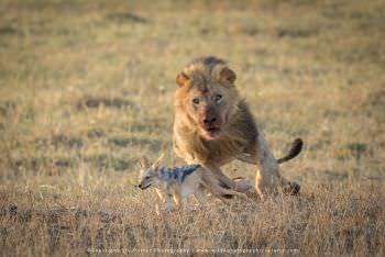 Lion chasing Jackal Tsavo Stu Porter Photography