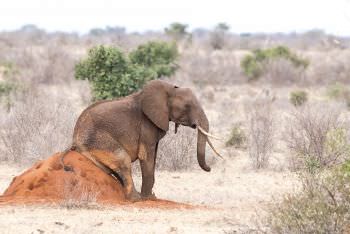 Elephant of Tsavo sitting on a termite mound