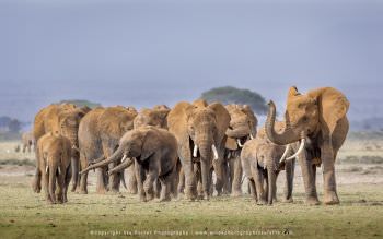 Large herd of Elephants in Amboseli Kenya