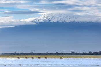 Mount Kilimanjaro in Tanzania viewed from Amboseli in Kenya