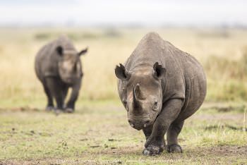 Black Rhinos in Masai Mara Stu Porter Photography