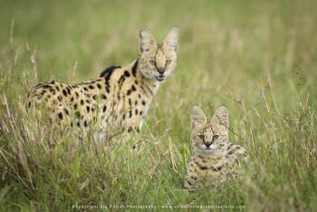 Serval Cat with her kitten Kenya