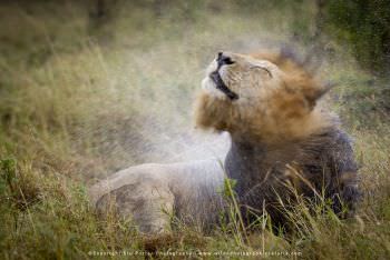 Male Lion shaking water off Kenya Stu Porter Photography