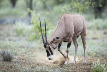 The Fringe Eared Oryx in Tsavo West Stu Porter Photography