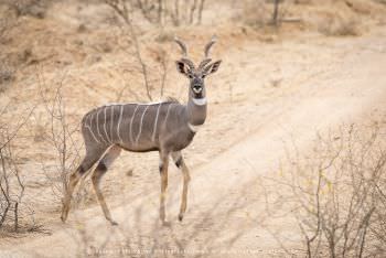 Lesser Kudu in Tsavo 