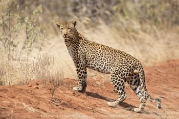 Leopard in Tsavo West National Park Stu Porter Photography