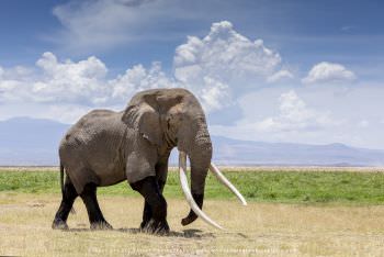 Large Elephant bull big tusks Kenya Amboseli