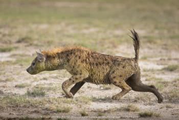 Spotted Hyaena in Amboseli Kenya