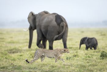 Cheetah in Amboseli Kenya. Stu Porter Photography