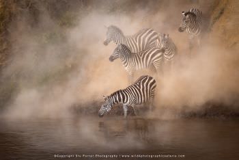 Zebras in dust at Mara River. Copyright Stu Porter Photos