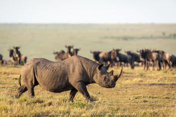 Black Rhino. Kenya migration photography tour