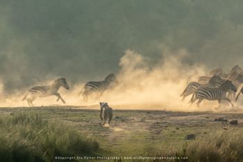 Lioness chasing zebra. Kenya migration photography tour