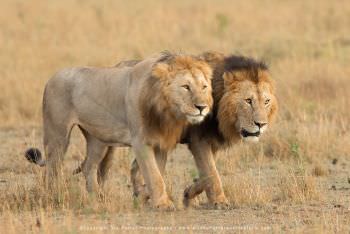 Two male Lions. Kenya migration photography tour