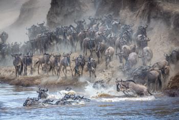 Wildebeest crossing the Mara river. Great Migration Photo Safari